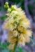 Photograph of flower of Acacia greggii