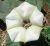 Photograph of flower of Datura discolor