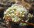 Photograph of flower of Eriogonum fasciculatum var. polifolium