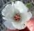 Photograph of flower of Hibiscus denudatus