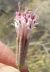 Photograph of flower of Palafoxia arida var. arida