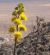 Photograph of flower of Agave deserti