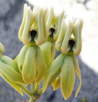 Photograph of flower of Asclepias subulata