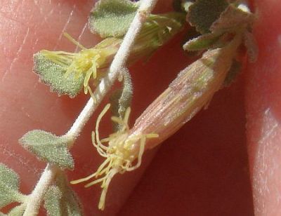 Photograph of flower of Brickellia desertorum