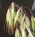 Photograph of flower of Bromus tectorum
