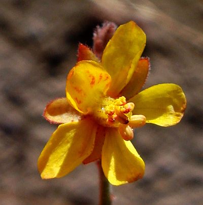 Photograph of flower of Caesalpinia virgata