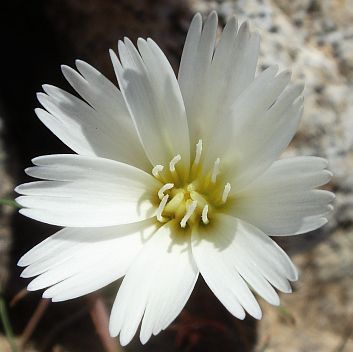 Photograph of flower of Calycoseris wrightii