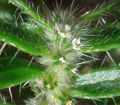 Photograph of flower of Cryptantha costata