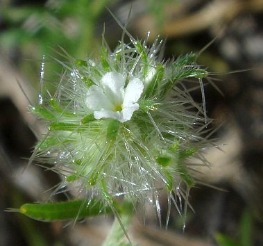 Photograph of flower of Cryptantha nevadensis