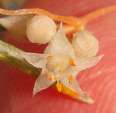 Photograph of flower of Cuscuta californica var. papillosa