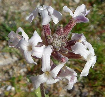 Photograph of flower of Dithyrea californica