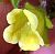 Photograph of flower of Emmenanthe penduliflora var. penduliflora