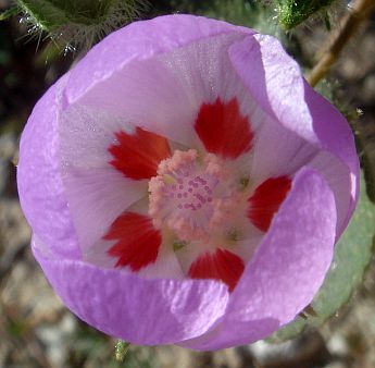 Photograph of flower of Eremalche rotundifolia