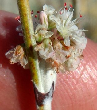Photograph of flower of Eriogonum elongatum var. elongatum