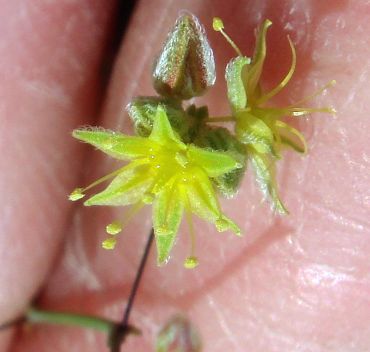 Photograph of flower of Eriogonum inflatum