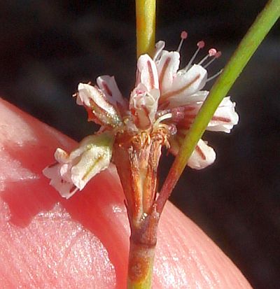 Photograph of flower of Eriogonum molestum