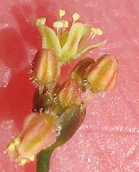 Photograph of flower of Eriogonum thomasii