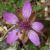 Photograph of flower of Erodium cicutarium