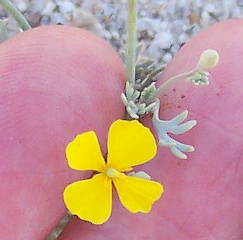 Photograph of flower of Eschscholzia minutiflora ssp. minutiflora