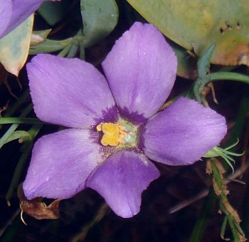 Photograph of flower of Eustoma exaltatum
