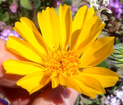 Photograph of flower of Geraea canescens