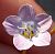 Photograph of flower of Gilia stellata