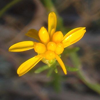 Photograph of flower of Gutierrezia californica
