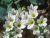 Photograph of flower of Heliotropium curassavicum var. oculatum