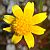 Photograph of flower of Lasthenia gracilis