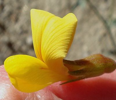 Photograph of flower of Lotus rigidus