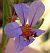 Photograph of flower of Lythrum californicum