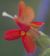 Photograph of flower of Mimulus cardinalis
