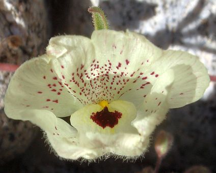 Photograph of flower of Mohavea confertiflora