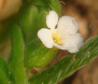 Photograph of flower of Pectocarya recurvata