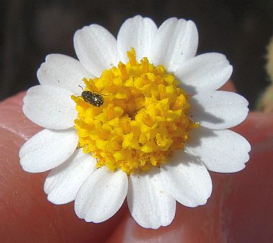Photograph of flower of Perityle emoryi