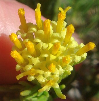 Photograph of flower of Peucephyllum schottii