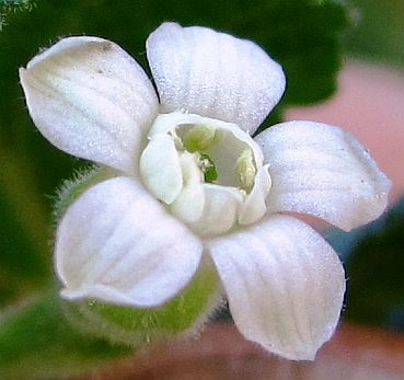 Photograph of flower of Ribes indecorum