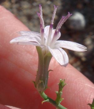 Photograph of flower of Stephanomeria pauciflora var. pauciflora