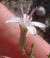 Photograph of flower of Stephanomeria pauciflora