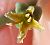 Photograph of flower of Streptanthella longirostris