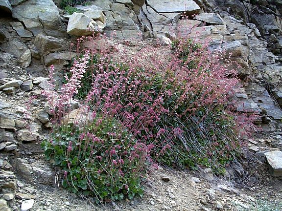 alumroot buds and flowers