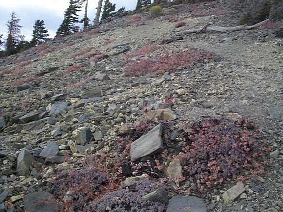 Wright's Buckwheat, Dawson Peak