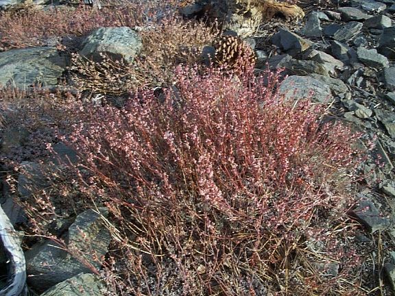 Wright's Buckwheat, Dawson Peak
