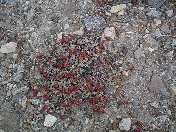 Red-flowered Buckwheat, Mt. Baldy