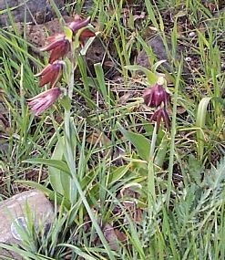 Chocolate Lily
