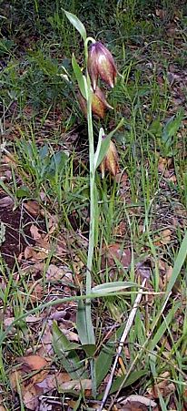Chocolate Lily