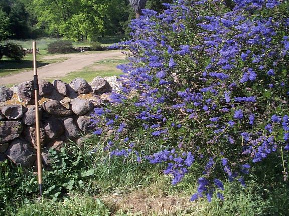 Lakeside Ceanothus Habit