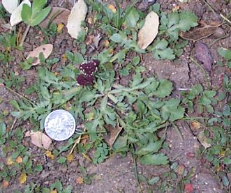 Purple Sanicle Closeup