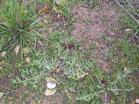 Purple Sanicle Habit