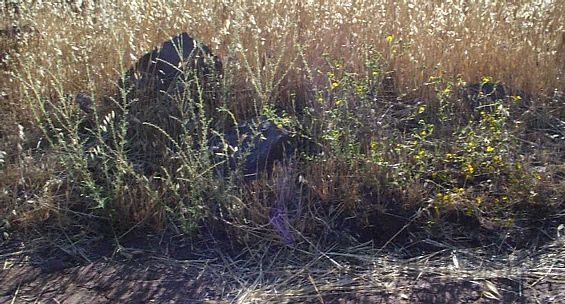 Sticky Tarweed